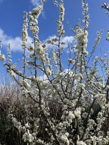 The Spring Reset: Using Meditation to Plant your intentions