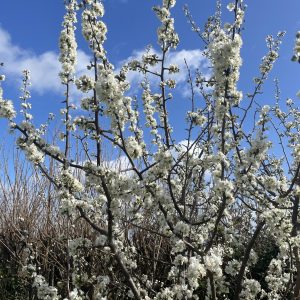 The Spring Reset: Using Meditation to Plant your intentions