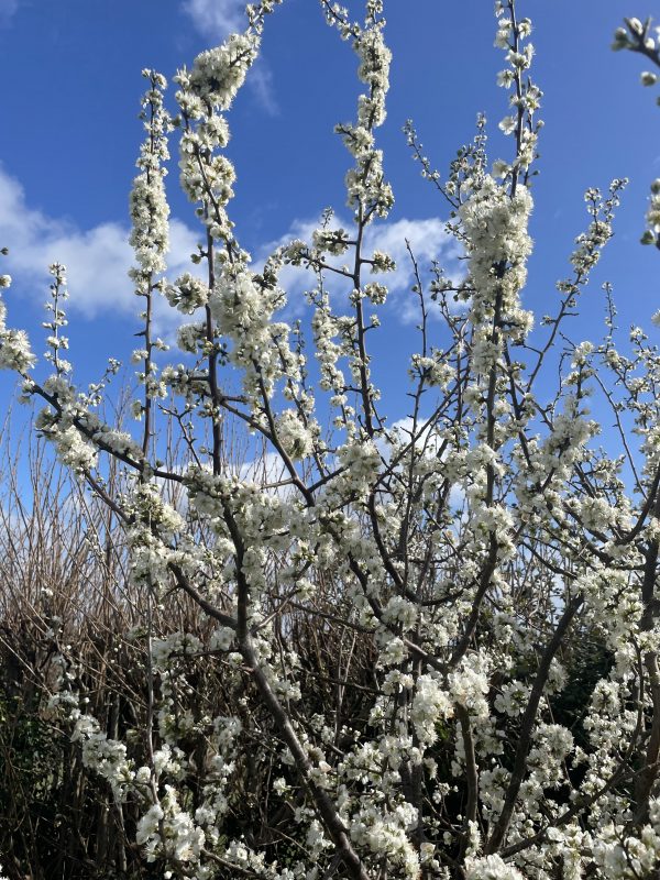 The Spring Reset: Using Meditation to Plant your intentions