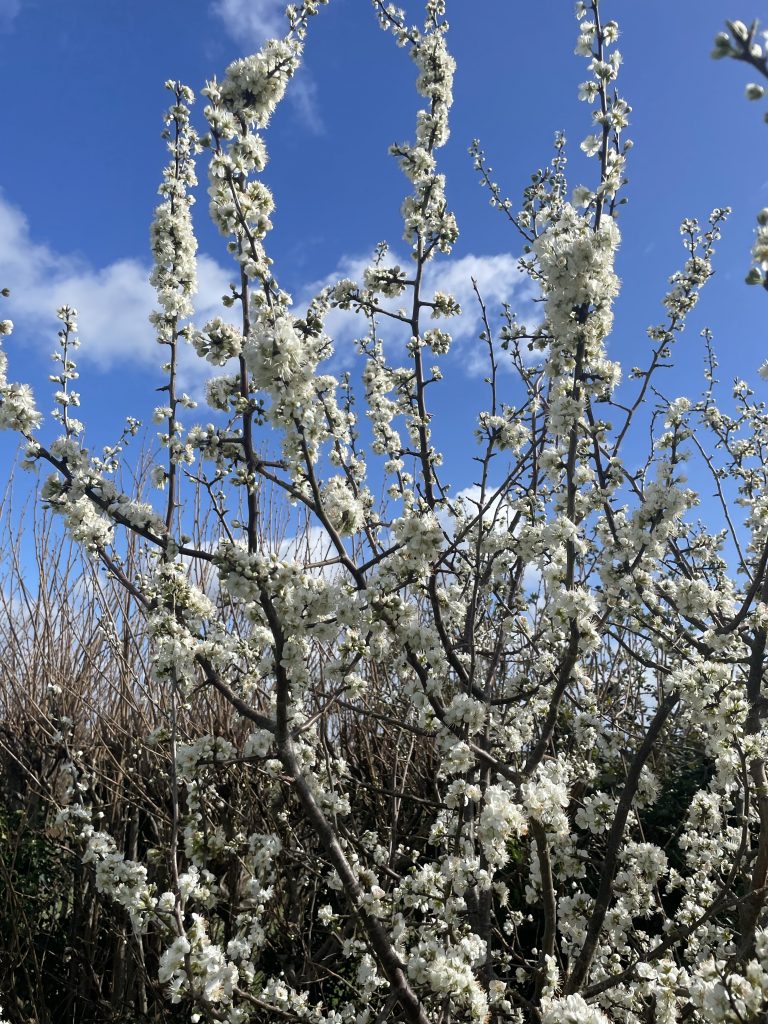 The Spring Reset: Using Meditation to Plant your intentions The Spring Reset: Using Meditation to Plant your intentions