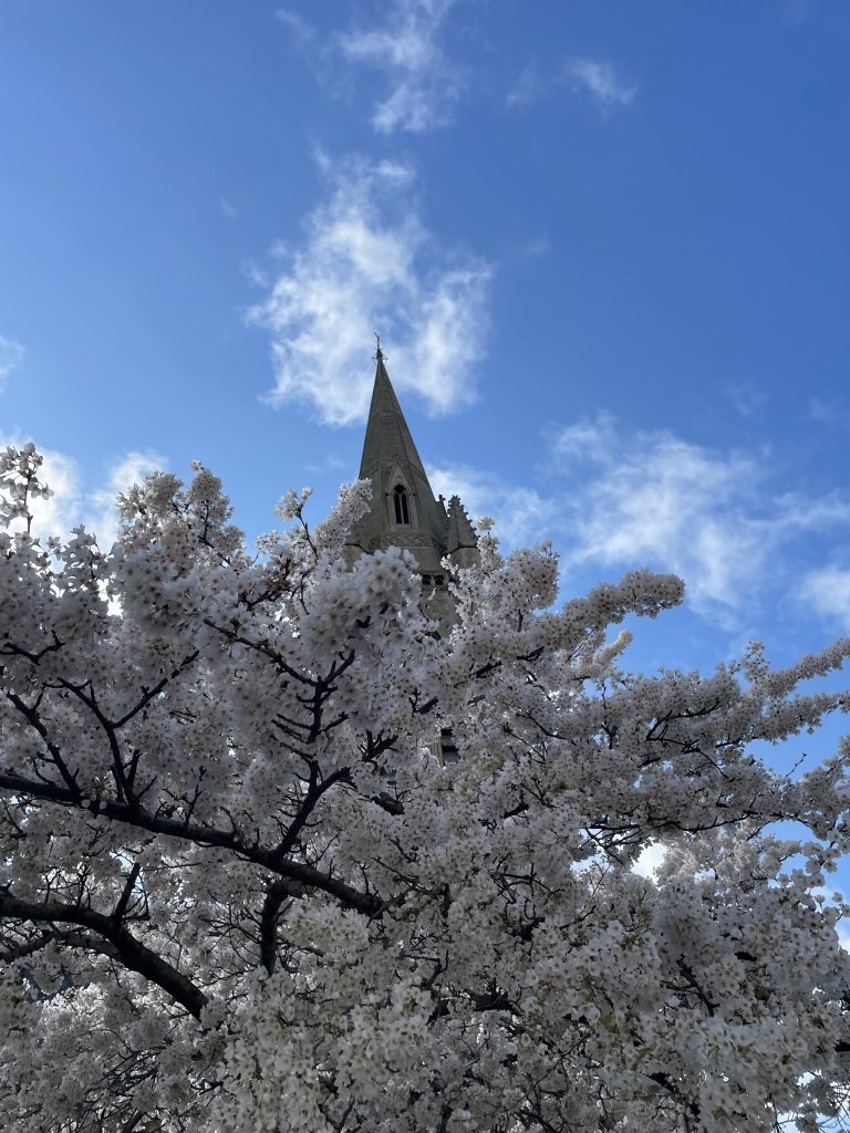 The Spring Reset: Using Meditation to Plant your intentions